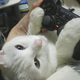 Illustration for article titled Cats Are Very Serious about Video Games